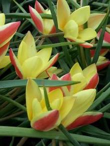 liliaceae clusiana tulipa botanique Cynthia tulipe