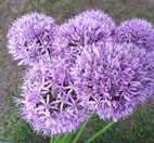 Boutique Allium Gladiator