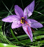 Boutique crocus sativus_safran