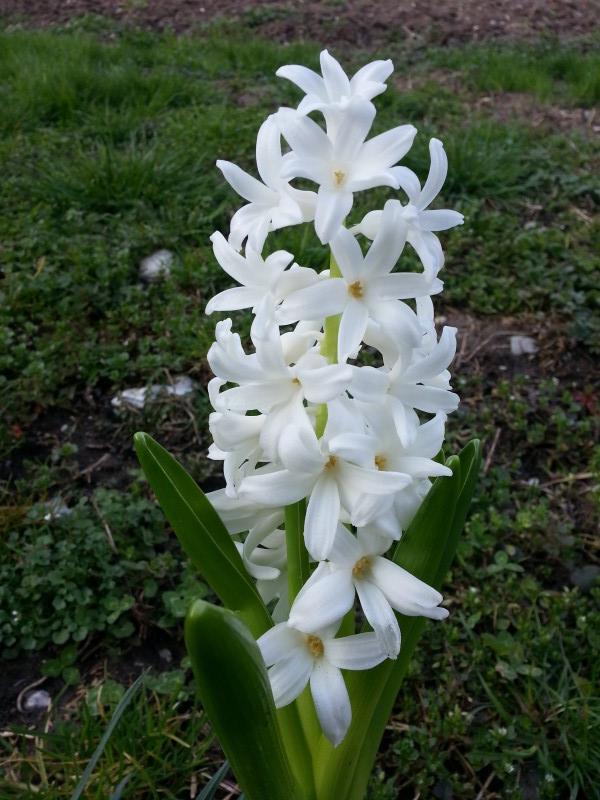 jacinthe hyacinthaceae hyacinthus Carnegie