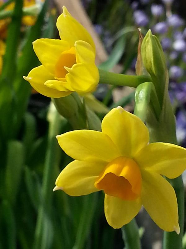 narcisse d'intérieur, narcisse Paperwhite jaune amaryllidaceae narcissus  paperwhite Grand Soleil d'Or
