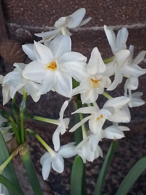 narcisse d'intérieur, narcisse Paperwhite blanc amaryllidaceae narcissus  paperwhite Ziva