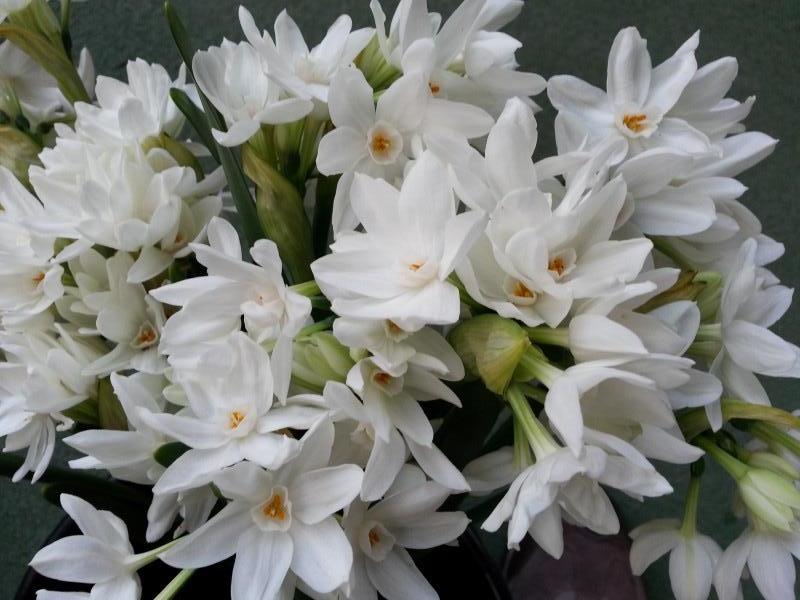 11 Ampoules Narcisse Paperwhite! Un bon choix pour exprimer lamour 
