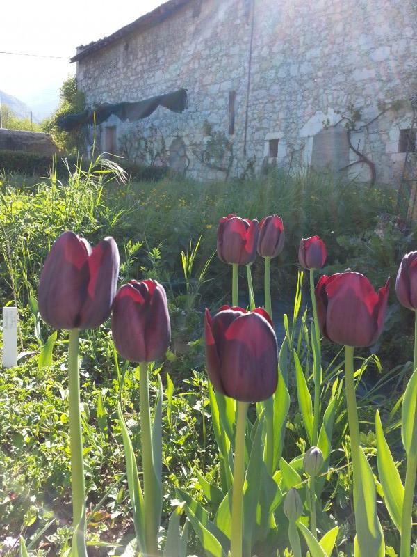 tulipe liliaceae tulipa massif Simple tardive Queen of the Night