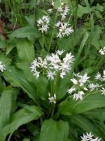 alliaceae 
     allium 
     ursinum 
      
     allium ursinum (bouquet de 100 feuilles/fleurs pour la cuisine)