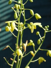 hyacinthaceae 
     albuca 
     shawii 
      
     albuca