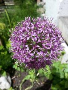 allium aflatunense