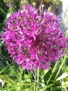 allium aflatunense purple sensation