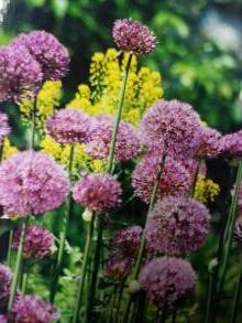 allium aflatunense