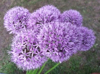 allium altissimum Goliath