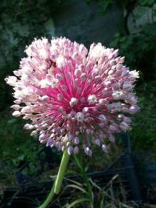 alliaceae 
     allium 
     ampeloprasum 
      
     poireau d'été, ail d'orient