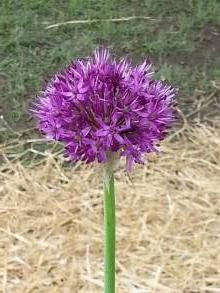 allium atropurpureum