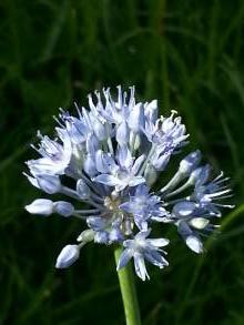 allium caeruleum