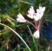 alliaceae 
     allium 
     callismischon haemosticum 
      
     ail