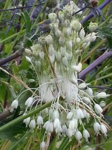 alliaceae 
     allium 
     carinatum 
     ssp. pulchellum album 
     ail caréné blanc