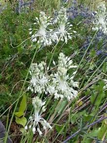 allium carinatum ssp pulchellum album