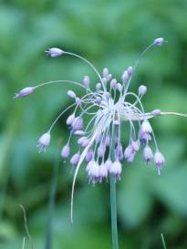 allium carinatum ssp pulchellum