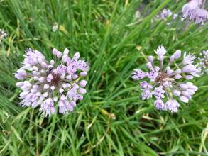 allium carolinianum