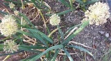 allium cepa ssp fistulosum