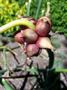 alliaceae 
     allium 
     cepa 
      
     oignon d'Egypte, ail