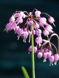 allium cernuum