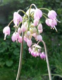 allium cernuum