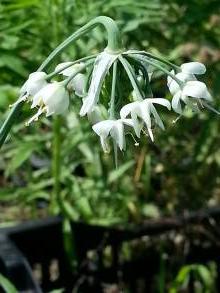 allium cernuum white dwarf