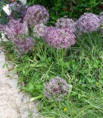 allium cristophii