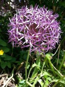 allium cristophii