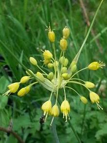 alliaceae 
     allium 
     flavum 
     ssp flavum 
     ail jaune