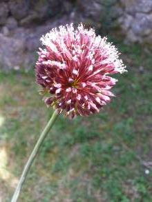 allium forelock