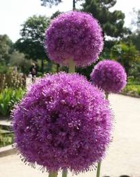 allium giganteum