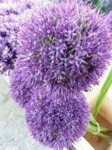 allium gladiator