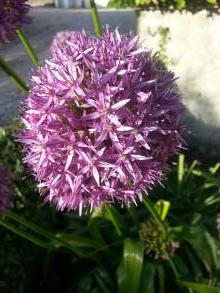 allium globemaster