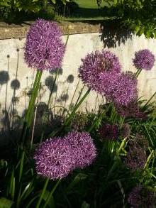 allium globemaster