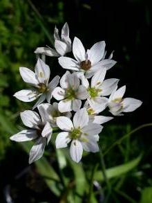 alliaceae 
     allium 
     neapolitanum 
      
     ail de Naples, ail blanc