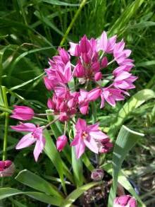 allium oreophilum