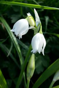 allium paradoxum var normale