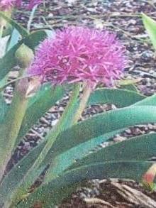 allium platycaule