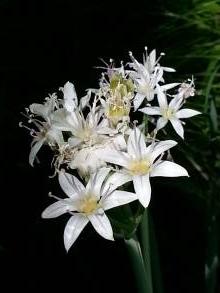 allium plummerae