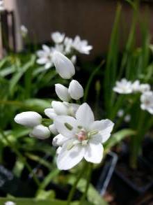 allium roseum