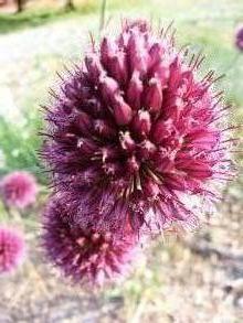 allium rotundum