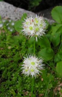 allium saxatile