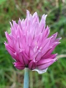 allium schoenoprasum forescate