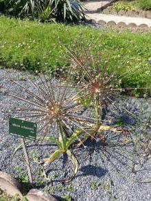 allium schubertii