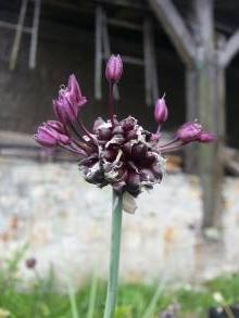 allium scorodoprasum art