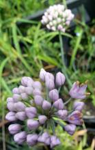allium senescens ssp montanum 2