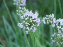 alliaceae 
     allium 
     senescens  
     ssp. montanum 
     ail des montagnes, ail des collines, ail du Portugal