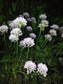 alliaceae 
     allium 
     senescens  
     ssp. senescens 
     ail