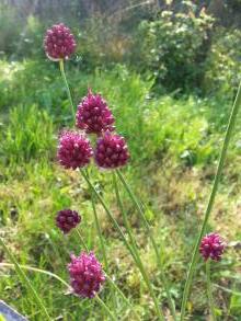 alliaceae 
     allium 
     sphaerocephalon 
      
     ail à tête ronde